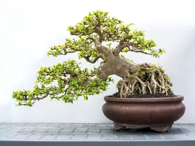 The Art of Bonsai | Infrastructure Planning and Facilities