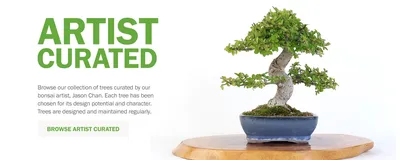 Bonsai for Beginners: How to Try This Stunning Botanical Art Form