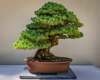 The Chinese plum, a classic of the indoor bonsai | Mistral Bonsai