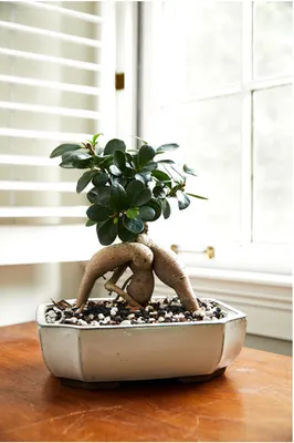 Ficus Microcarpa Ginseng Bonsai | Red Square Flowers