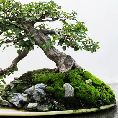 Comparing Trees In Nature To Bonsai And Why It Could Be Harmful.