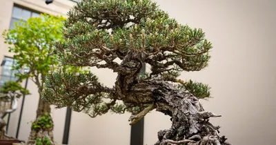 Japanese bonsai in zen garden print by Editors Choice | Posterlounge