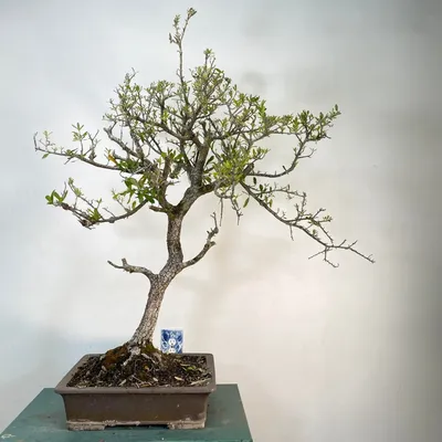 Wazakura Japan Blog II Essential Bonsai Styles and Shapes Part Two