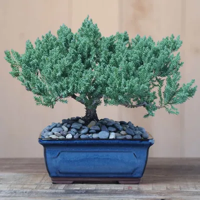 Bonsai rock planting tall on black background multiple trees juniper on  Craiyon