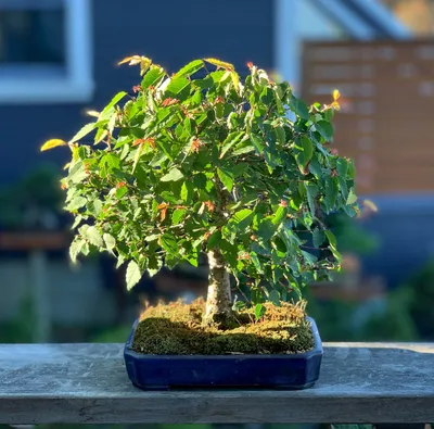 North American Collection — National Bonsai Foundation