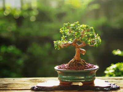 The Beauty of Bonsai Styles | Longwood Gardens