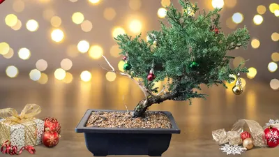 The Notorious Live Oak Question - Underhill Bonsai