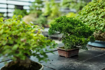 Hawaiian Umbrella Bonsai Tree - #1 Selling Indoors Tropical