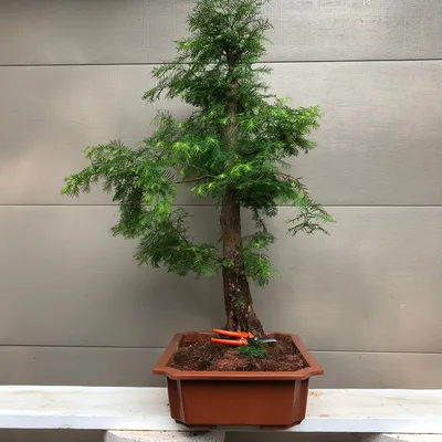 Bonsaify | Can any tree be a bonsai?