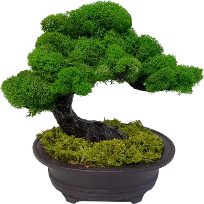 5 Bonsai Trees You Can Grow at Home