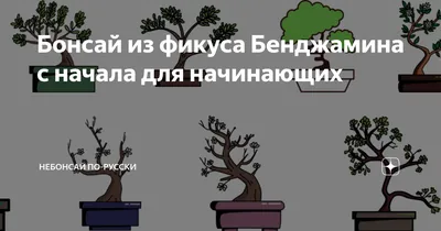 БОНСАЙ из фикуса Бенджамина в домашних условиях. Формирование кроны. Часть  V - YouTube