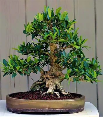 Бонсай из фикуса 🍃 • #vscoua #plantslover #ficus #ficusbonsai #bonsai # бонсай #фикус | Ficus, Plants, Bonsai