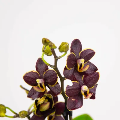 31 бордовая орхидея в коробке за 10 790 руб. | Бесплатная доставка цветов  по Москве
