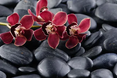 Орхидея Цимбидиум бордовая Дарк Найт (00114) купить поштучно с доставкой в  Архангельске