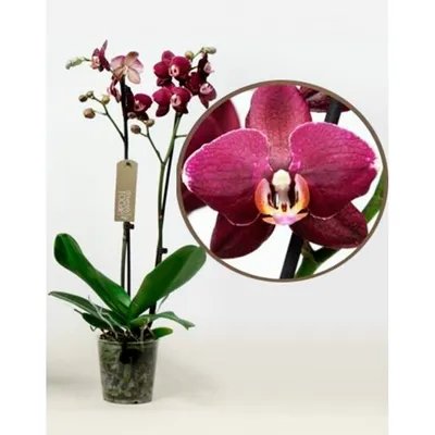 Орхидея Фаленопсис Элегант Дэбора ⌀12 60 см купить в Москве с доставкой |  Магазин растений Bloom Story (Блум Стори)