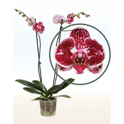 Фотообои \"Бордовая орхидея\" - Арт. 170231 | Купить в интернет-магазине  Уютная стена