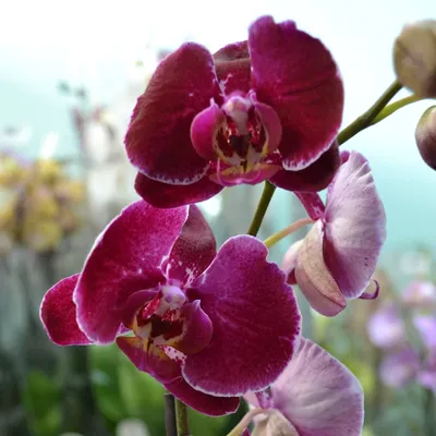 Орхидея Фаленопсис Пятнистая Бордовая (Phalaenopsis)
