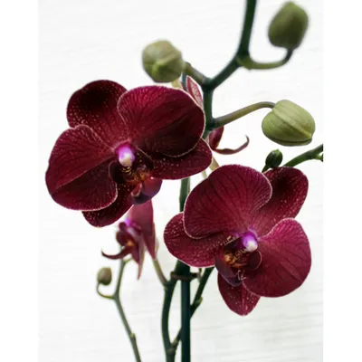 Красно-бордовая орхидея фаленопсис Chain. Купить в Киеве орхидеи с  доставкой. Флора Лайф