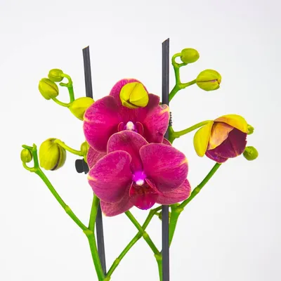 Красно-бордовая орхидея сорта Блейк, растет очень ветвисто) 2 веточки,  отличные кустики😍 Супер цена только до конца этой недели - 225 грн!!!  (обычная цена 285... - Орхидеи Фаленопсис - Orha_ua продажа, уход, полезные  советы | Facebook
