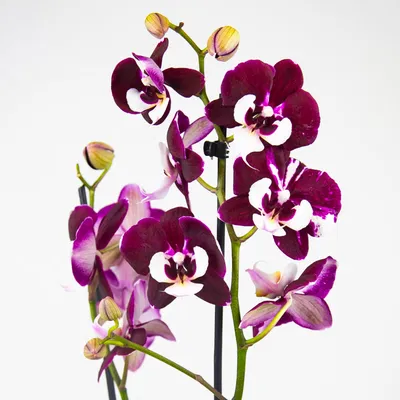Купить орхидею в Киеве. Фаленопсис купить. Орхидея Rossini.
