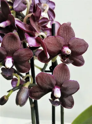 Орхидея Фаленопсис Биг Лип темно-бордовая