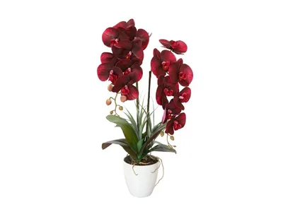 бордовая орхидея фаленопсис мини Stock Photo | Adobe Stock