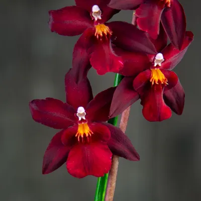 Орхидея Фаленопсис Бордовая 2 ствола (Phalaenopsis)