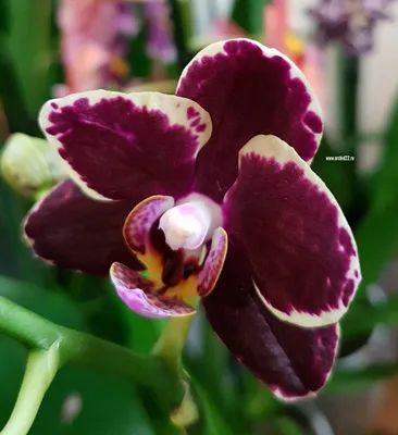 Орхидея Phalaenopsis Armion