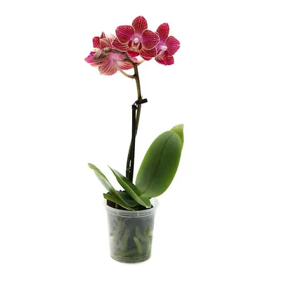 15 темно-бордовых орхидей в коробке за 6 490 руб. | Бесплатная доставка  цветов по Москве