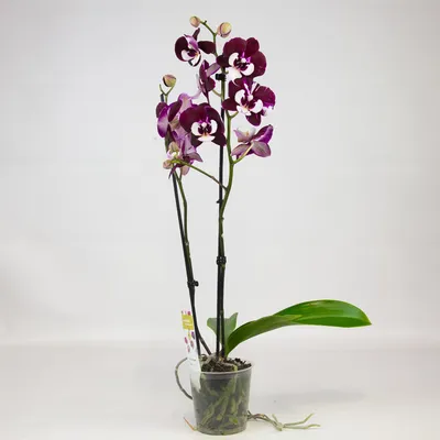 Орхидея Phalaenopsis Bellinzona, multiflora
