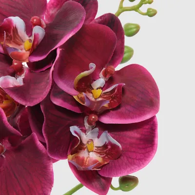 Красная Орхидея - 59 фото