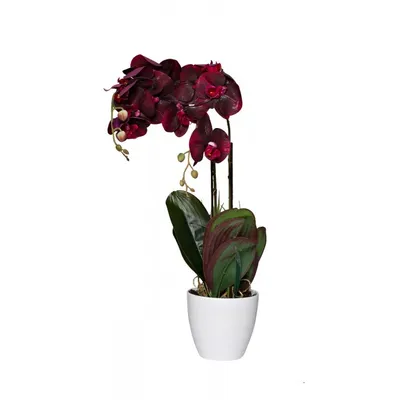 Купить Искусственные цветы Орхидея в кашпо, бордовая леопардовая по  выгодной цене в интернет-магазине OZON.ru (1054748659)