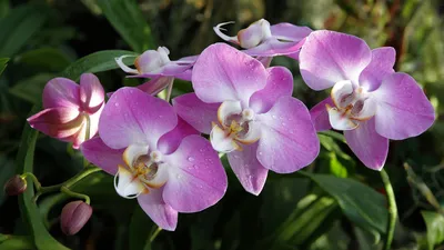 Бело-бордовая орхидея фаленопси Legend. Купить в Киеве орхидеи с доставкой.  Флора Лайф