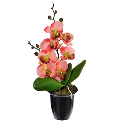 Бордовая орхидея фаленопсис - 72 фото
