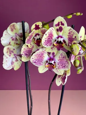 Орхидея бордовая в горшке 29BJ-170-12 - купить в Москве