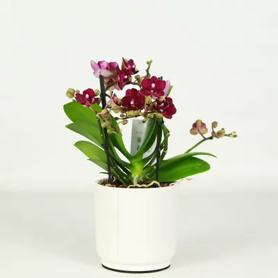 Бордовая Орхидея фаленопсис - красивые фото