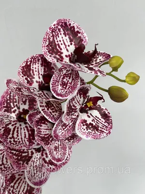 Темно-бордовая орхидея с чёрными …» — создано в Шедевруме