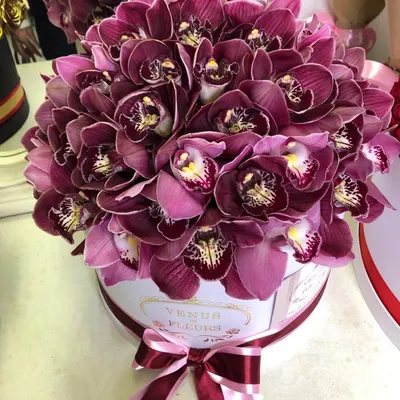 Орхидея бордовая в горшке 633164 – купить по цене 5 640 ₽ в Москве в  интернет-магазине ogogo.ru