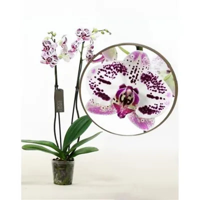 Орхидея Phalaenopsis Clarion (отцвел)