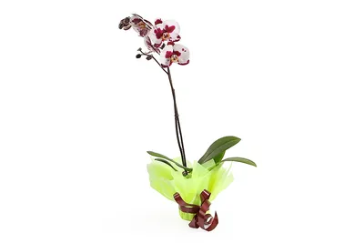 Орхидея Фаленопсис Пунш 2 ст купить в Москве с доставкой | Магазин растений  Bloom Story (Блум Стори)