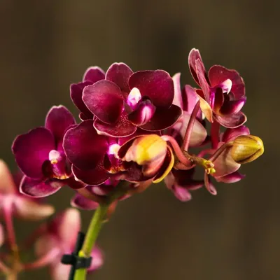 Красно-бордовая орхидея фаленопсис Justin. Купить в Киеве орхидеи с  доставкой. Флора Лайф