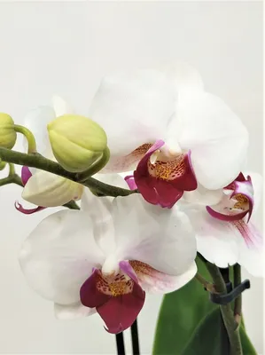 Красная орхидея Allura Ruby Diamond купить