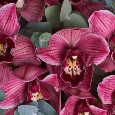 Орхидея Цимбидиум бордовая ветка (00537) купить поштучно с доставкой в  Архангельске