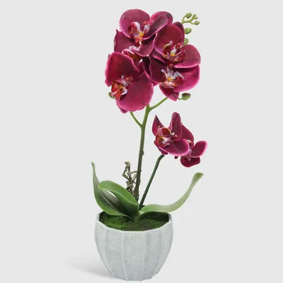 Орхидея бордовая в горшке - купить по выгодной цене | GAEM Онлайн Универмаг