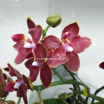 Орхидея Фаленопсис мини темно-бордовая D7 купить