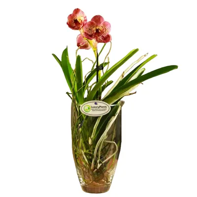 Букет бордовых орхидей с эвкалиптом - купить с доставкой в Омске - LAVANDA
