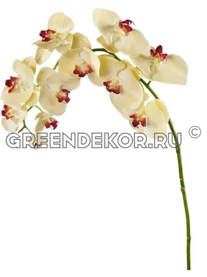 Орхидея бордовая с белой каймой - 63 фото