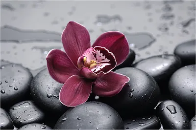 Красная орхидея - фотообои на заказ. Закажи обои Красная орхидея артикул:  60623