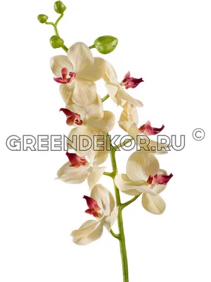 Красно-бордовая орхидея фаленопсис Elegant Dream. Купить в Киеве орхидеи с  доставкой. Флора Лайф