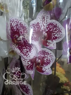 Брошь из кожи Бордовая орхидея в интернет-магазине Ярмарка Мастеров по цене  1150 ₽ – DUNSTRU | Брошь-булавка, Москва - доставка по России